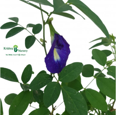 Aparajita Plant - Blue Flower - Outdoor Plants -  - aparajita-plant-blue-flower -   