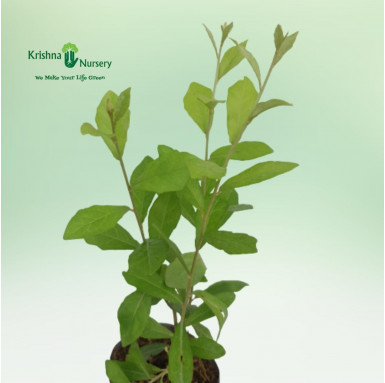 Curtain Creeper Plant (Parda Bail) - Outdoor Plants -  - curtain-creeper-plant-parda-bail -   