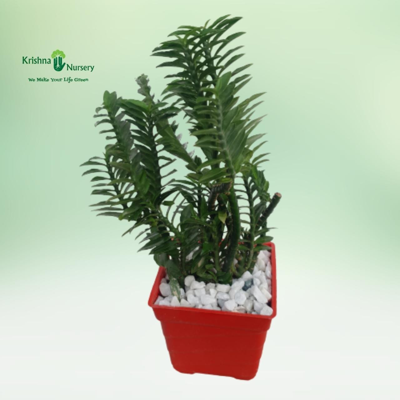 Pedilanthus Tithymaloides Plant - Gifting Plants -  - pedilanthus-tithymaloides-plant -   