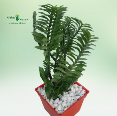 Pedilanthus Tithymaloides Plant - Gifting Plants -  - pedilanthus-tithymaloides-plant -   