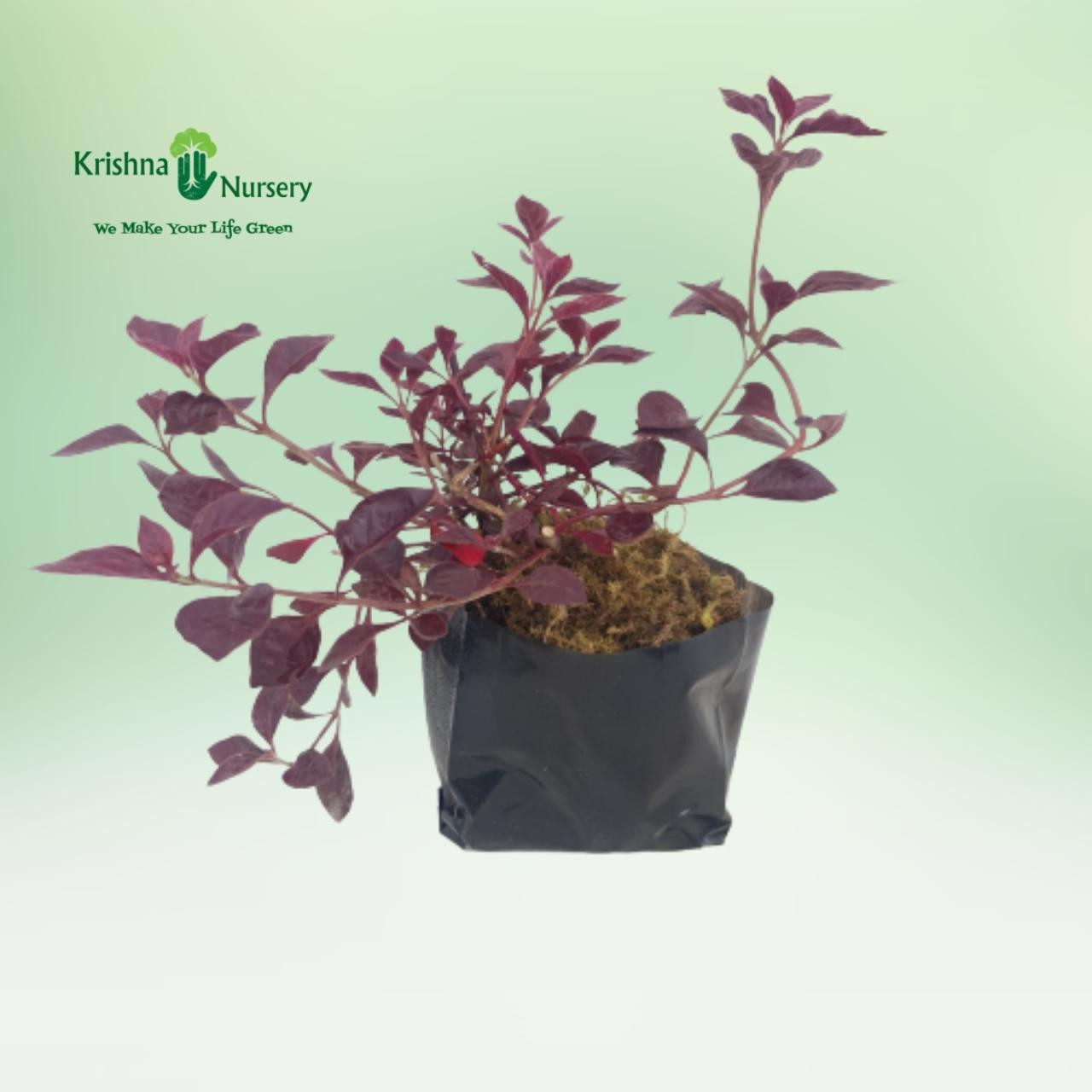 Iresine Plant (Lalsa) - Shrub Plants -  - iresine-plant-lalsa -   