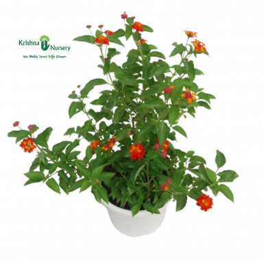 Lantana Plant - Red Flower - Flower Plants -  - lantana-plant-red-flower -   