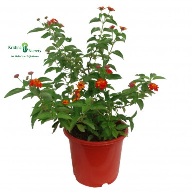 Lantana Plant - Red Flower - Flower Plants -  - lantana-plant-red-flower -   