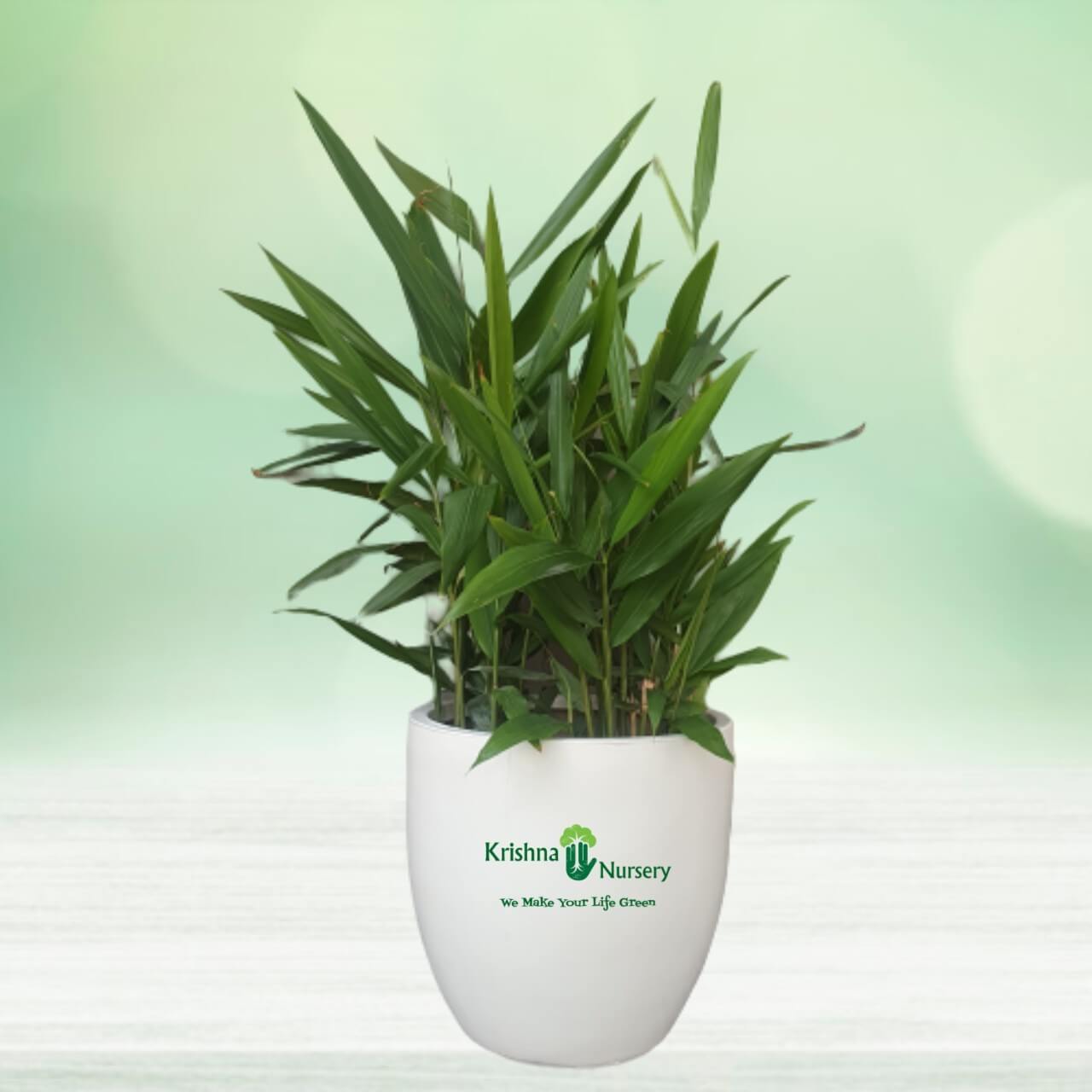 Bamboo Plant - 14 Inch - White Pot