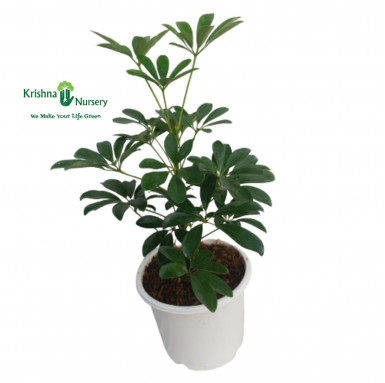 Schefflera Plant - Indoor Plants -  - schefflera-plant -   