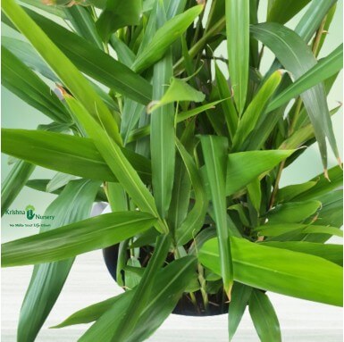Bamboo Plant - 14 Inch - White Pot