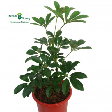 Schefflera Plant - Indoor Plants -  - schefflera-plant -   