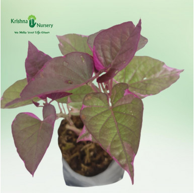 Ipomoea Plant - Purple - Outdoor Plants -  - ipomoea-plant-purple -   