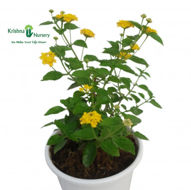 Lantana Plant - Yellow - Flower Plants -  - lantana-plant-yellow -   