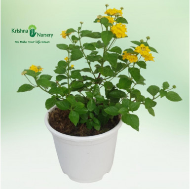 Lantana Plant - Yellow - Flower Plants -  - lantana-plant-yellow -   