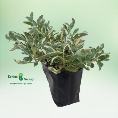 White Alternanthera Plant - Green Wall Plants -  - white-alternanthera-plant -   