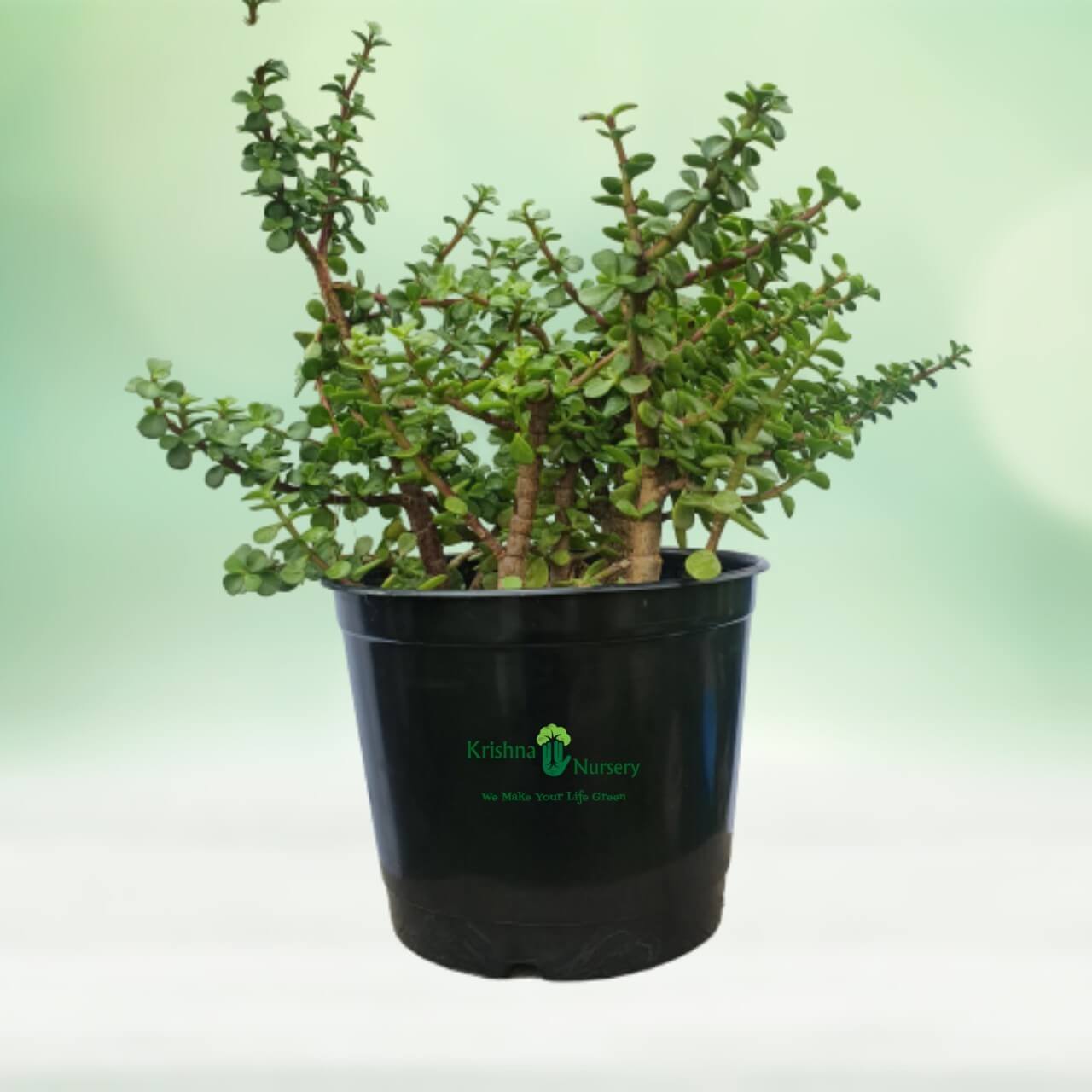 Jade Plant - 8 Inch - Black Pot