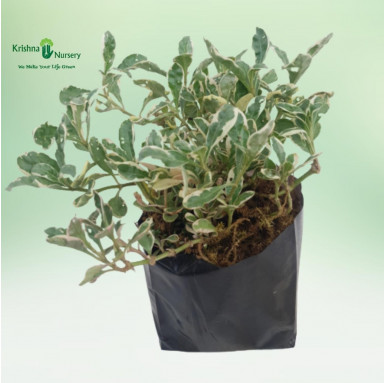 White Alternanthera Plant - Green Wall Plants -  - white-alternanthera-plant -   