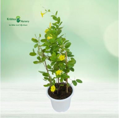 Allamanda Creeper - Yellow Flower - Flower Plants -  - allamanda-creeper-yellow-flower -   