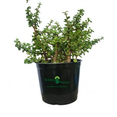 Jade Plant - 8 Inch - Black Pot
