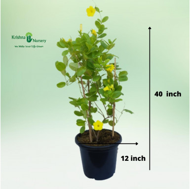 Allamanda Creeper - Yellow Flower - Flower Plants -  - allamanda-creeper-yellow-flower -   
