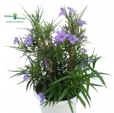 Ruellia Plant - Mexican Petunia - Outdoor Plants -  - ruellia-plant-mexican-petunia -   