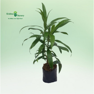 Song of India Plant - Green - Indoor Plants -  - song-of-india-plant-green -   