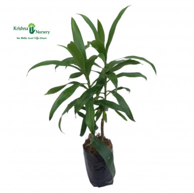 Green Song of India Plant - Dracaena Reflexa - Indoor Plants -  - green-song-of-india-plant-dracaena-reflexa -   