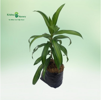 Song of India Plant - Green - Indoor Plants -  - song-of-india-plant-green -   