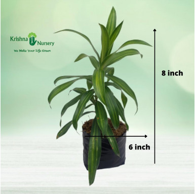 Green Song of India Plant - Dracaena Reflexa - Indoor Plants -  - green-song-of-india-plant-dracaena-reflexa -   