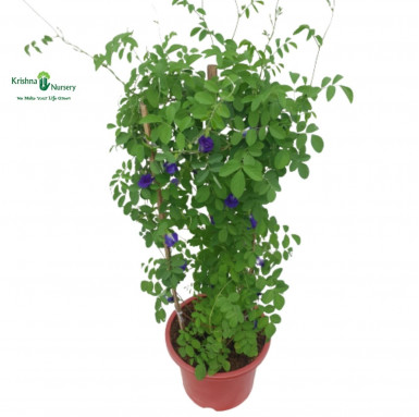 Aparajita Plant - Blue Flower - Outdoor Plants -  - aparajita-plant-blue-flower -   