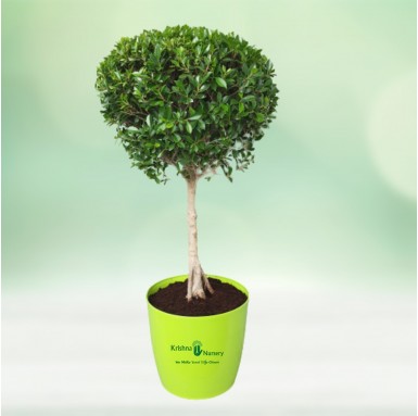 Micro ficus Boll Plant - 18 Inch - Green Pot