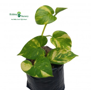 Green Money Plant - Indoor Plants -  - green-money-plant -   