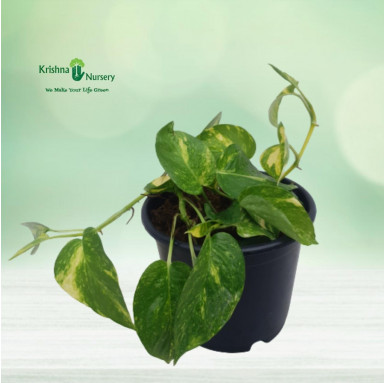 Green Money Plant - Indoor Plants -  - green-money-plant -   