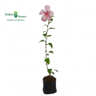 Indian Hibiscus Plant (any color) - Flower Plants -  - indian-hibiscus-plant-any-color -   