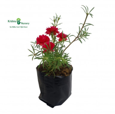 Portulaca Plant (any color) - Summer Season Plants -  - portulaca-plant-any-color -   