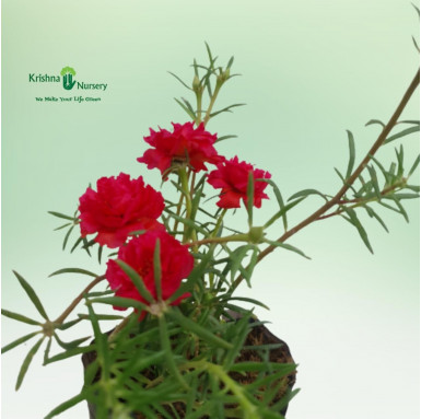 Portulaca Plant (any color) - Summer Season Plants -  - portulaca-plant-any-color -   