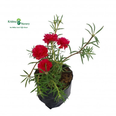 Portulaca Plant (any color) - Flower Plants -  - portulaca-plant-any-color -   