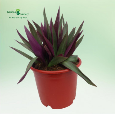 Rhoeo Plant (Tradescantia Spathacea) - Outdoor Plants -  - rhoeo-plant-tradescantia-spathacea -   