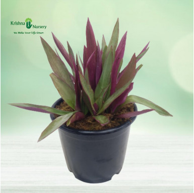 Rhoeo Plant (Tradescantia Spathacea) - Outdoor Plants -  - rhoeo-plant-tradescantia-spathacea -   