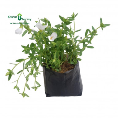 Purslane Plant - White Flower - Outdoor Plants -  - purslane-plant-white-flower -   