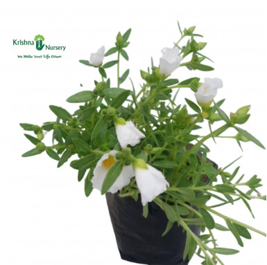 Purslane Plant - White Flower - Outdoor Plants -  - purslane-plant-white-flower -   