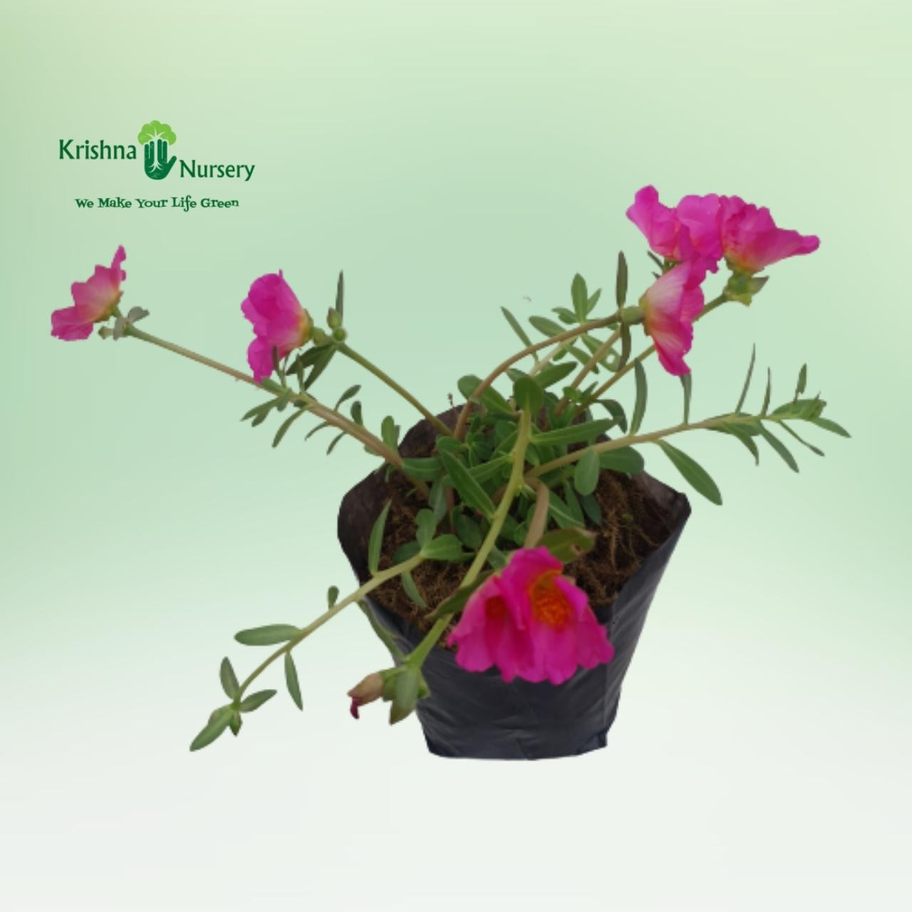 Purslane Plant - Pink Flower - Flower Plants -  - purslane-plant-pink-flower -   