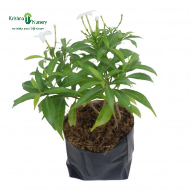 Chandni Plant with Polybag - Flower Plants -  - chandni-plant-with-polybag -   