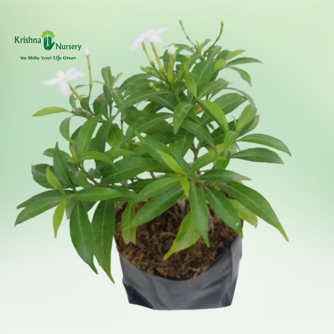 Chandni Plant with Polybag - Flower Plants -  - chandni-plant-with-polybag -   