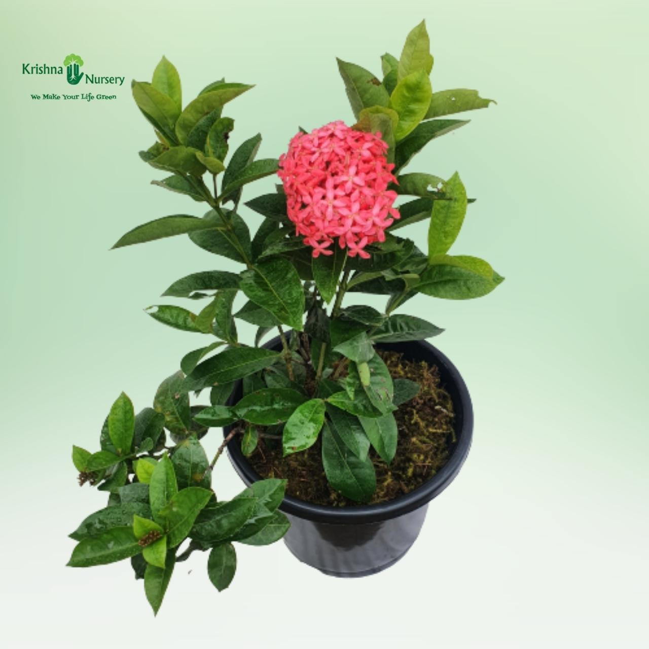 ixora-plant-pink-flower