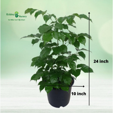 China Doll (Radermachera Plant) - Indoor Plants -  - china-doll-radermachera-plant -   