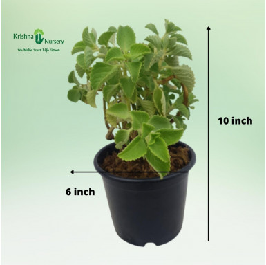Ajwain Plant - Herbal Plants -  - ajwain-plant -   