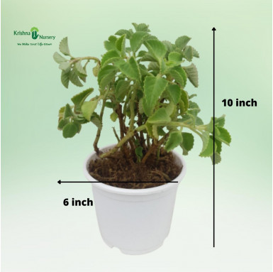 Ajwain Plant - Herbal Plants -  - ajwain-plant -   