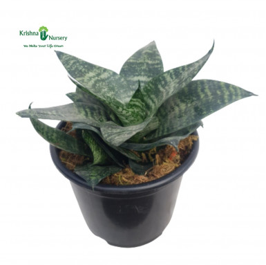 Dwarf Snake Plant - Indoor Plants -  - dwarf-snake-plant -   