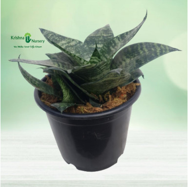 Dwarf Snake Plant - Indoor Plants -  - dwarf-snake-plant -   