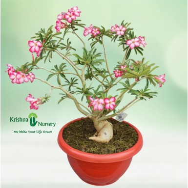 Adenium Bonsai Plant