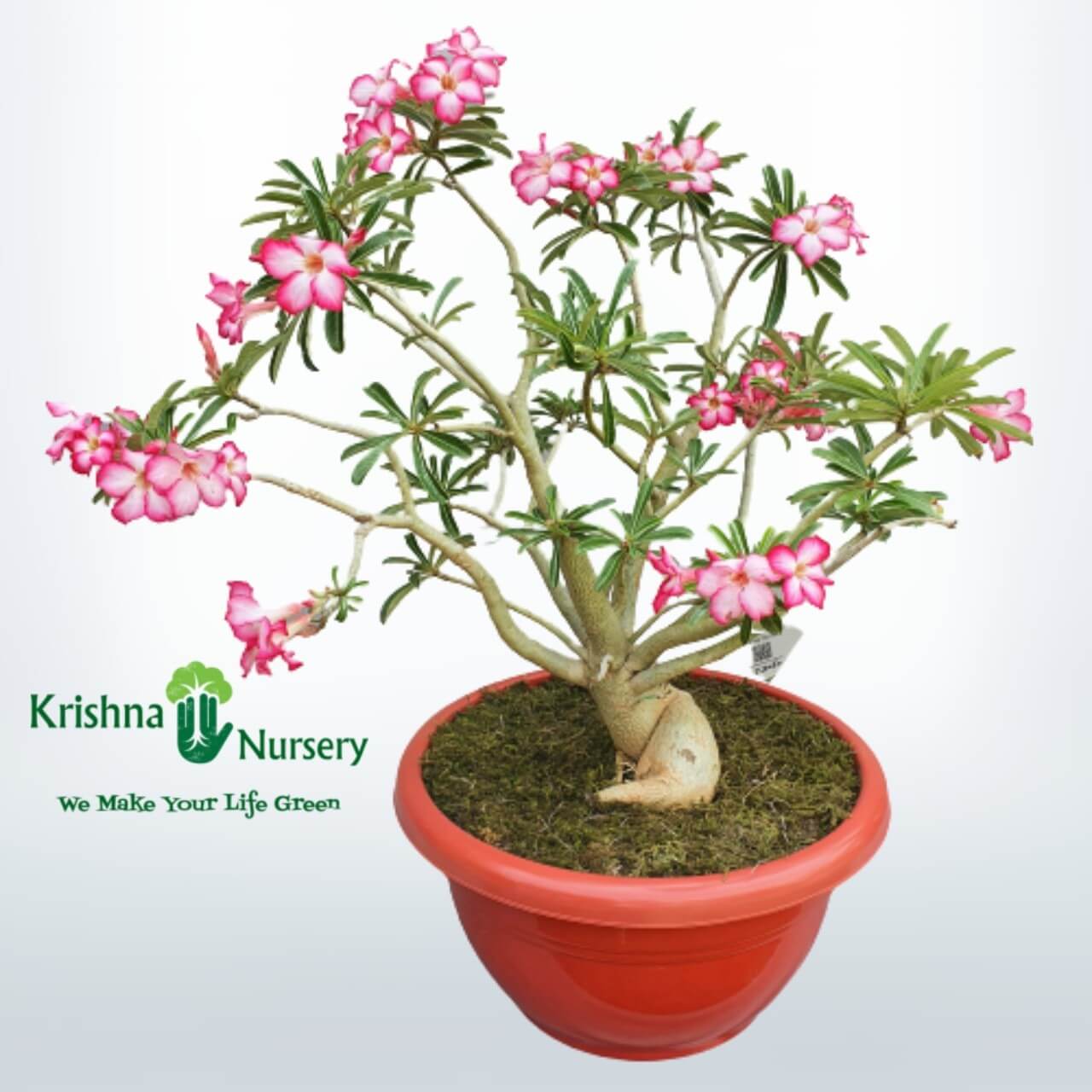 Adenium Bonsai Plant