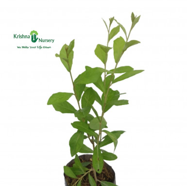 Vernonia Creeper (Parda Bail) - Climber Plants -  - vernonia-creeper-parda-bail -   