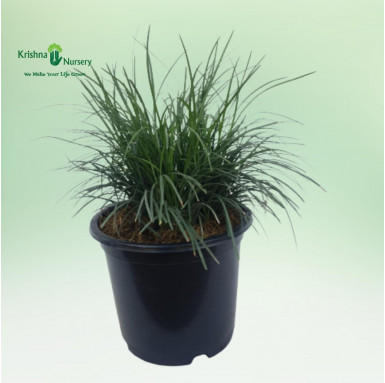 Black Grass - Outdoor Plants -  - black-grass -   